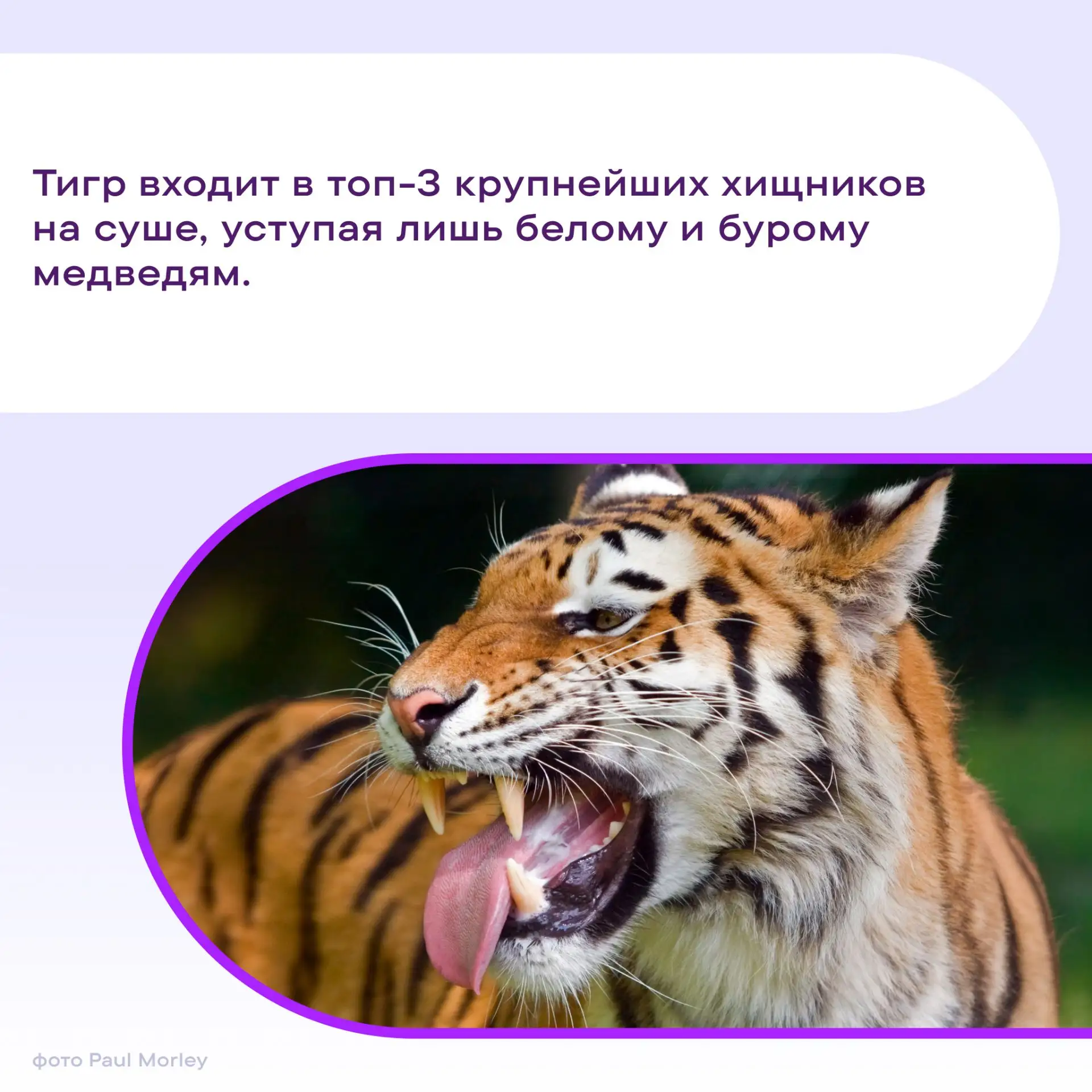 #ПростоФакты о тиграх в честь их «профессионального» праздника — Всемирного дня тигров. По такому по