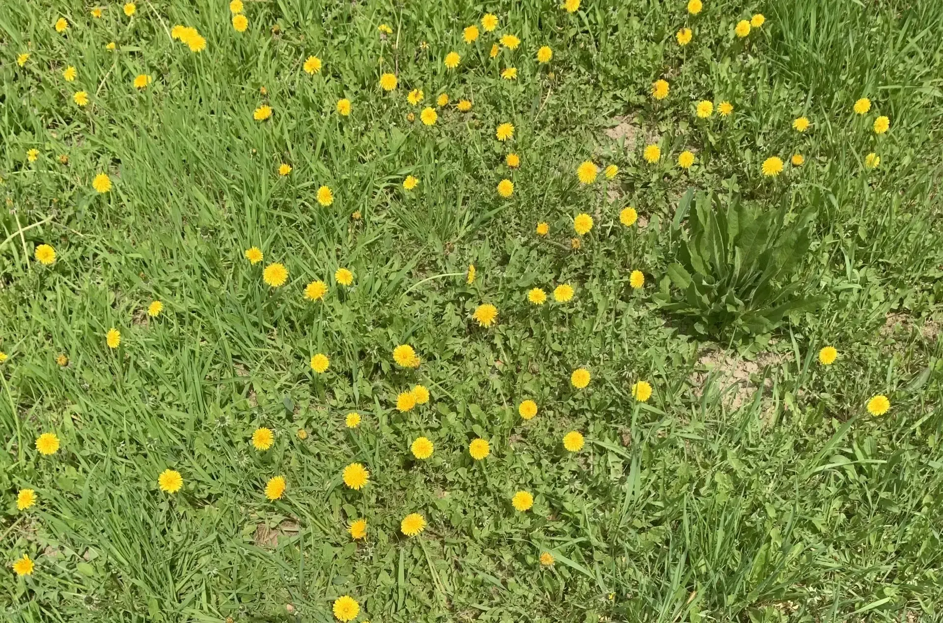 🌼 Сегодня на прогулке малыши из младшей группы познакомились с настоящим чудом природы — одуванчиком