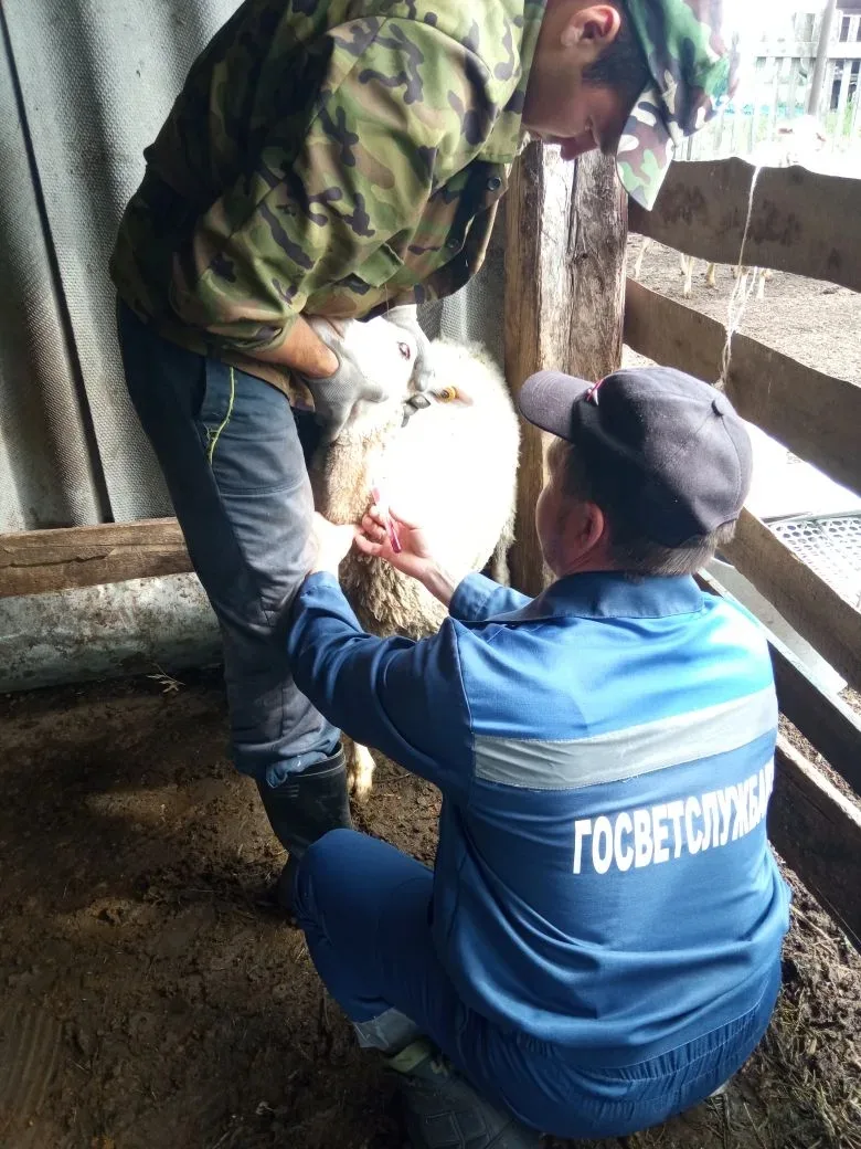 🐐 Завершение весенних мероприятий по диагностике бруцеллёза у мелкого рогатого скота.
