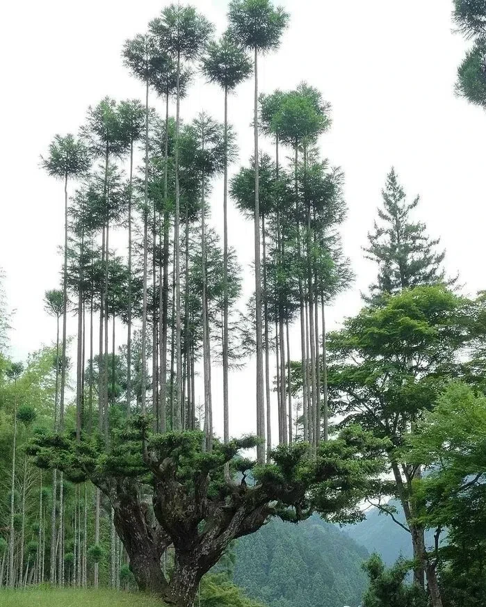 🌳Дайсуги — древнее японское искусство выращивания деревьев на деревьях

     ✅ НАУКА и ФАКТЫ ✅
ПРЕД