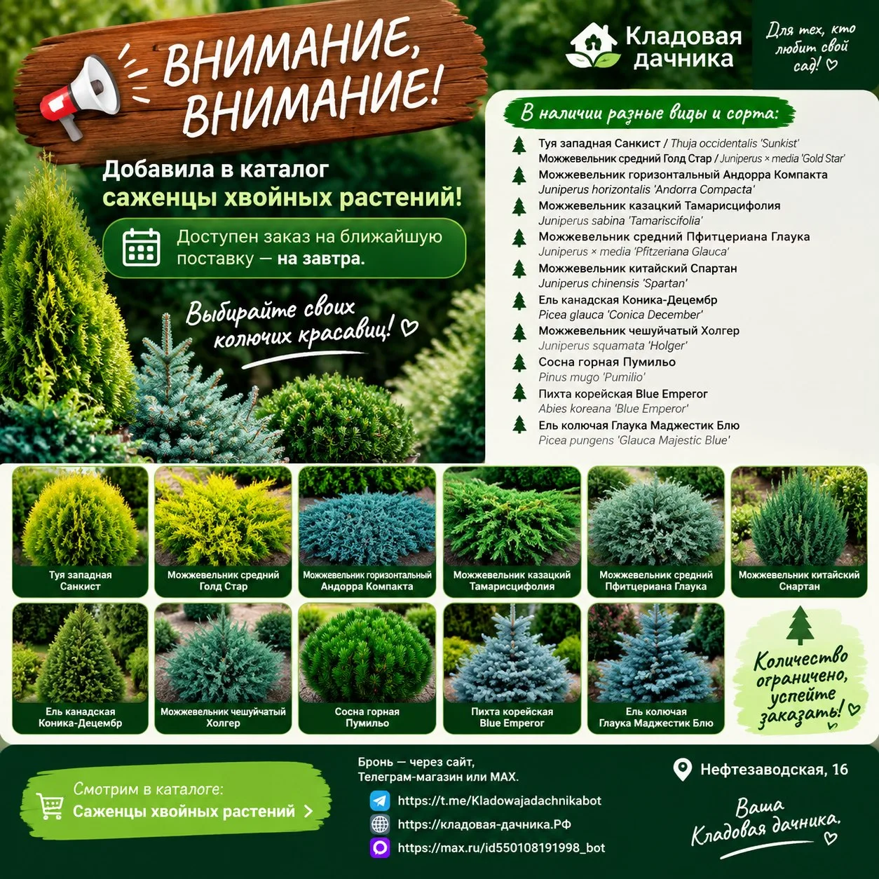🌲 ВНИМАНИЕ, ВНИМАНИЕ! 📣