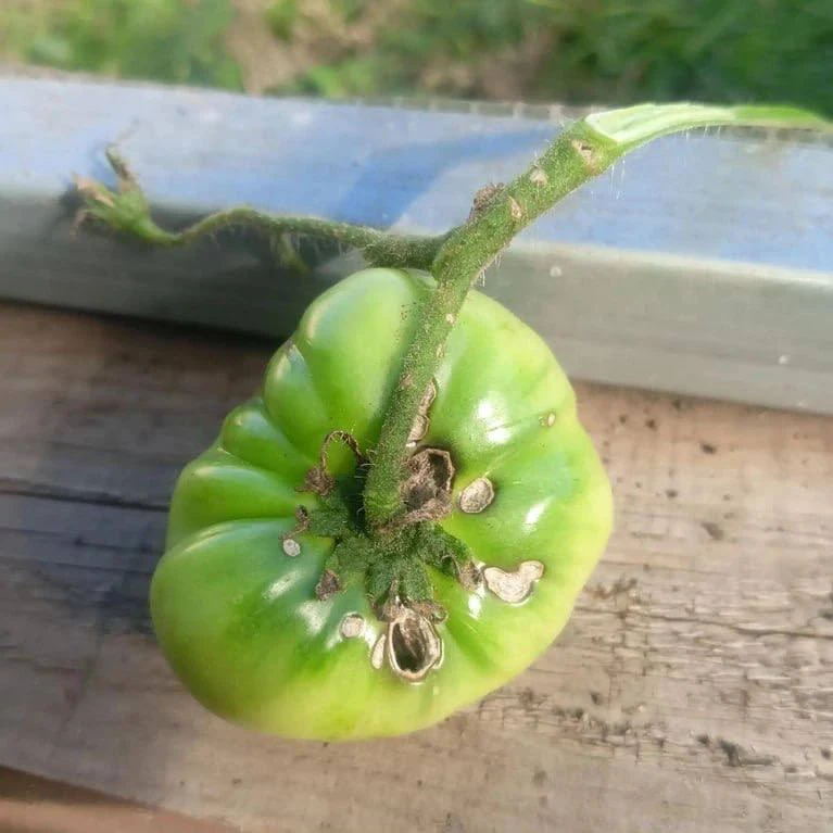 🐛 Гусеницы-совки атакуют поля и огороды в Самарской области