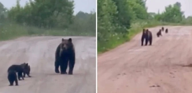 🐻 «Маці бегла на задніх лапах». Беларуска натрапіла на мядзведзяў па дарозе на дачу