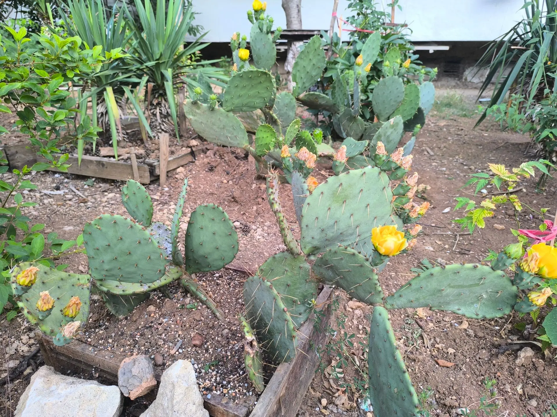 Друзья, с добрым утром! Немного цветущих кактусов 🌵