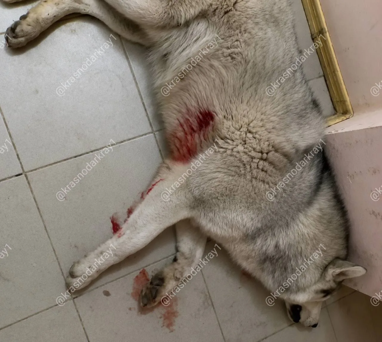 😩Кошмар в Славянске-на-Кубани: подростки расстреляли собак из ружья.   Вчера 19 мая 2026 года на угл