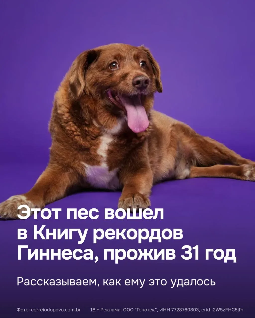 Пес по имени Боби прожил 31 год — срок, который вдвое превышает среднюю продолжительнос...