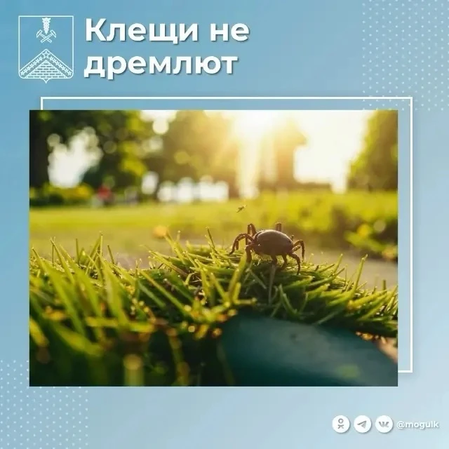 🪲Осторожно – клещи!