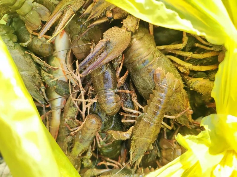 🦞 Раколовы с Куберле попались с коноплёй и уловом
