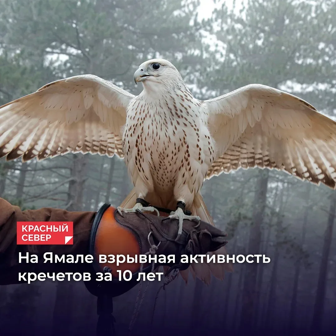 🪹 В округе орнитологи впервые за десять лет засекли 14 жилых гнёзд краснокнижных кречетов. Это абсо