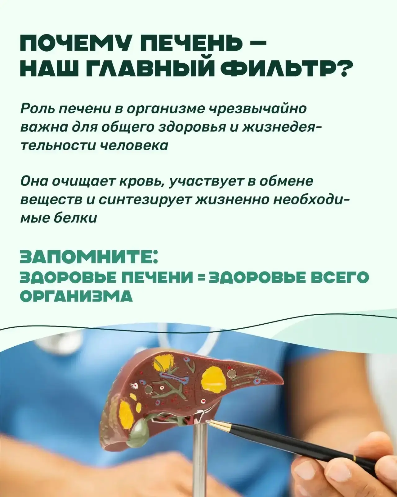 Печёмся о печени!