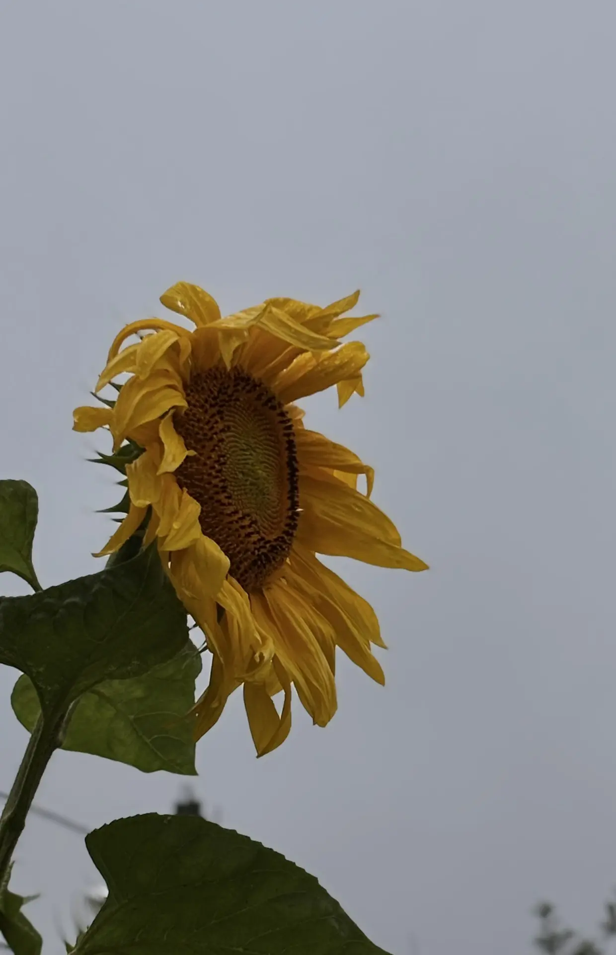 Ветерок не просто так зазывал. Поманил. А потом. Как влупил дождяру, как закрутил пылюк...