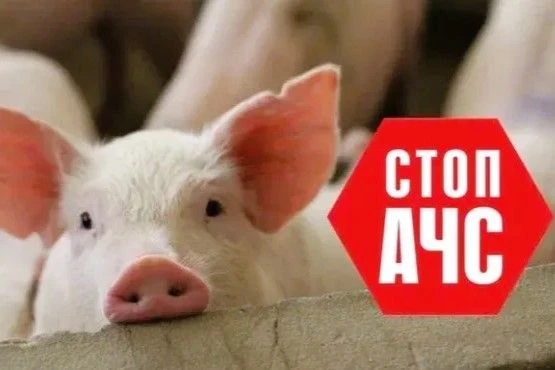 Памятка по профилактике африканской чумы свиней (АЧС)