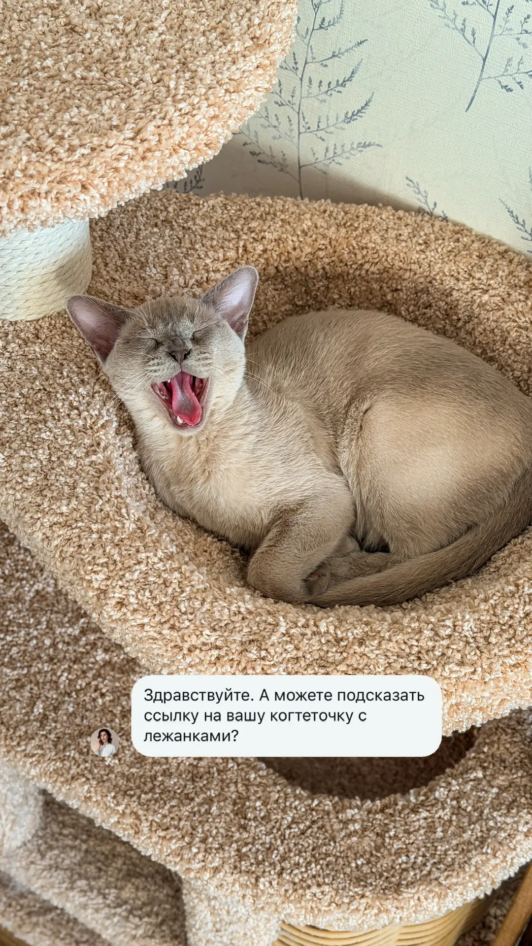 Ого, сколько вопросов прилетело про кошачий комплекс в одной из соцсетей, сняла обзор на него и заод