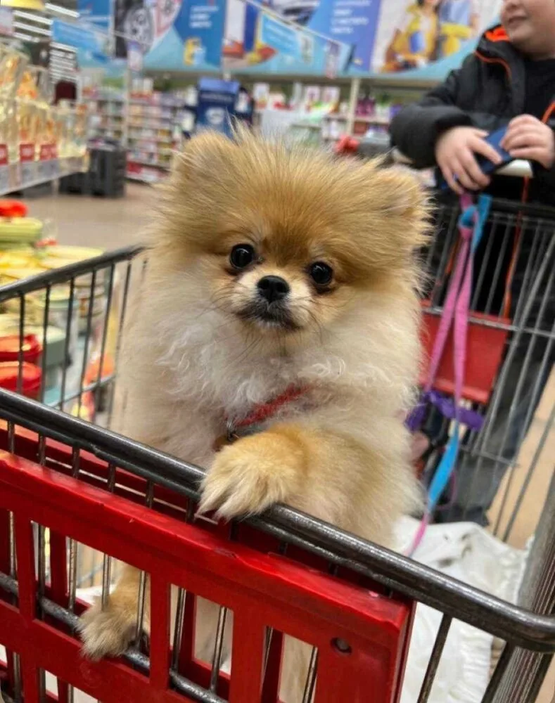 🐶 Излюбленная тема для обсуждения: можно ли возить собак в тележках магазина. По прави...