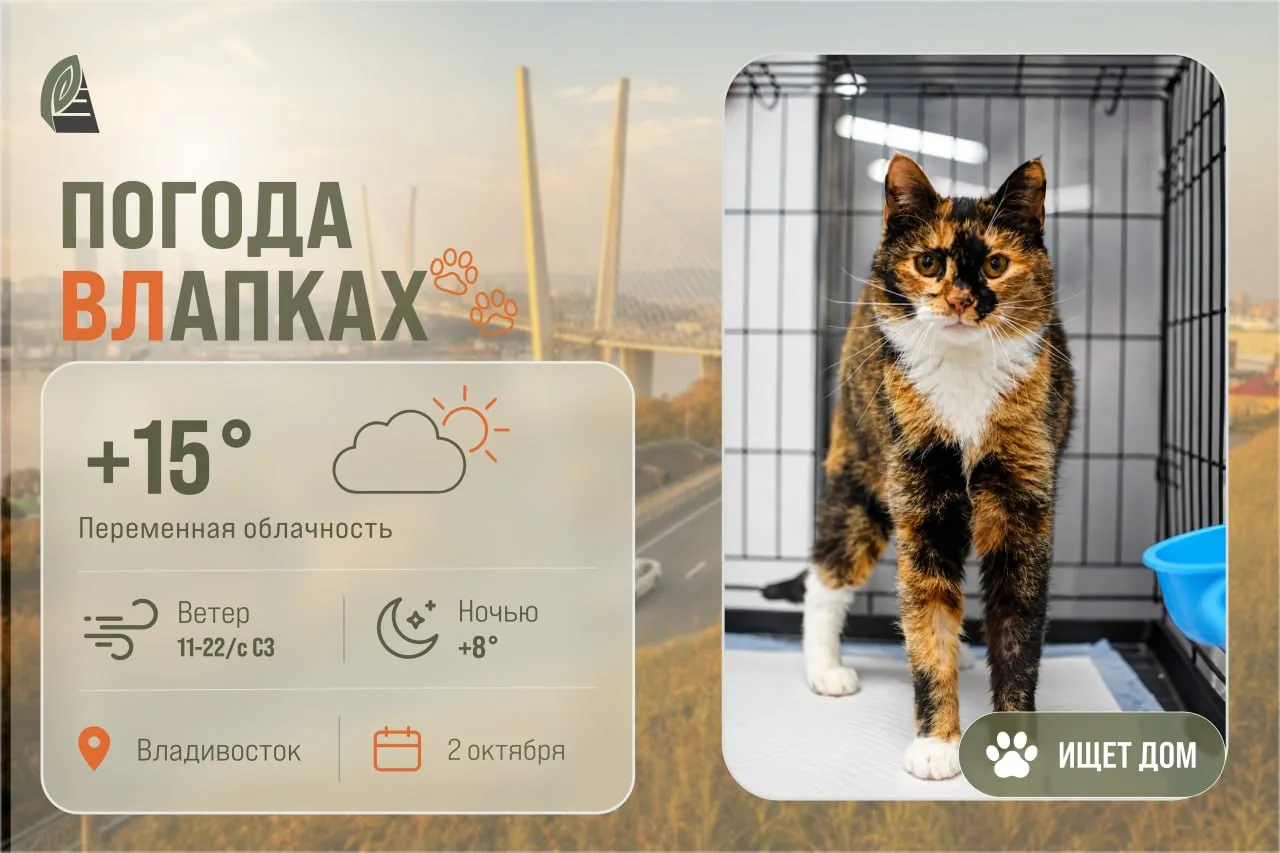 #ПогодаВЛапках