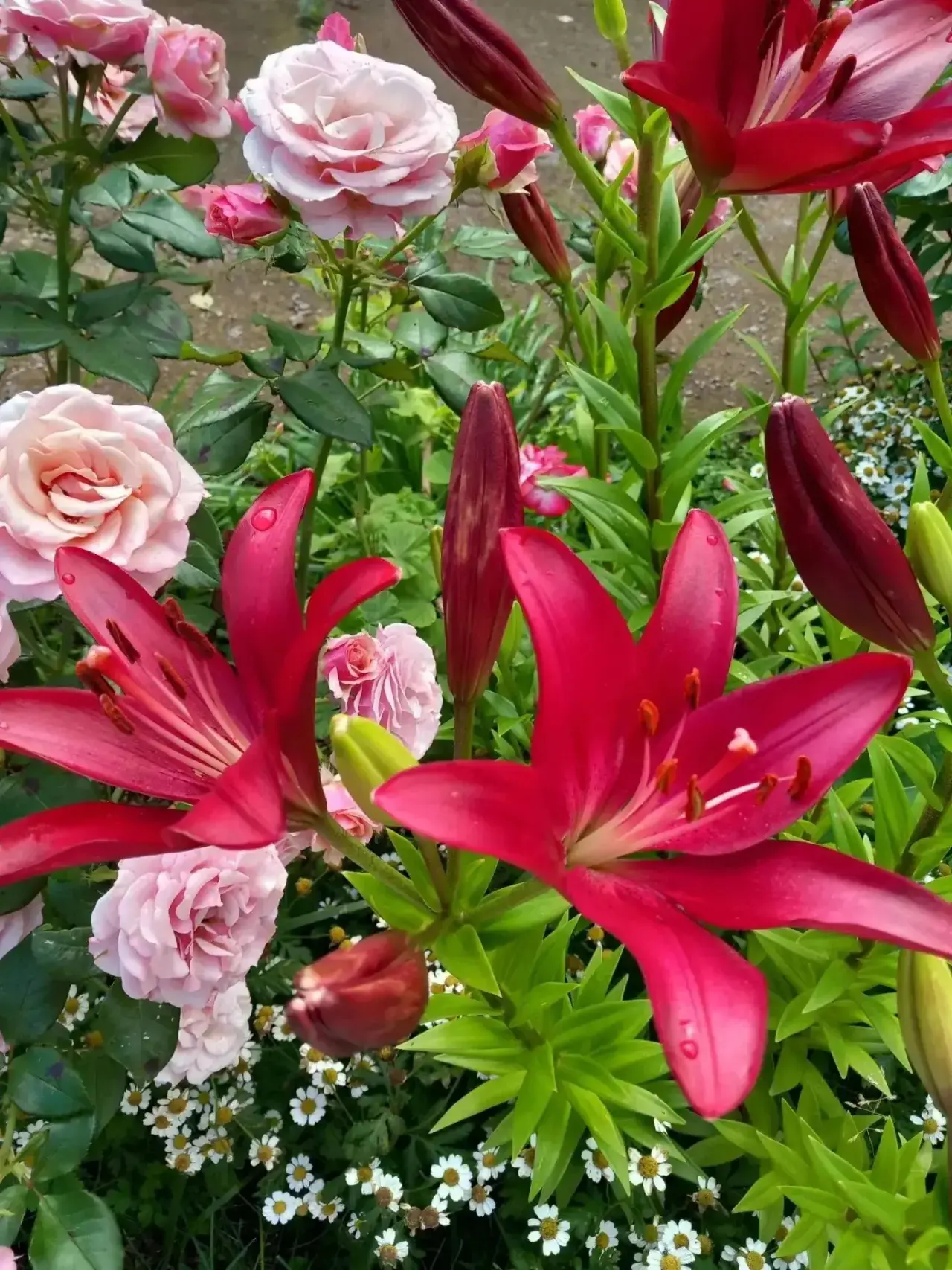 😍🌷🌸🌺Сад Горшечниковой Лидии Петровны из села Фёдоровка Фёдоровского района - это со...