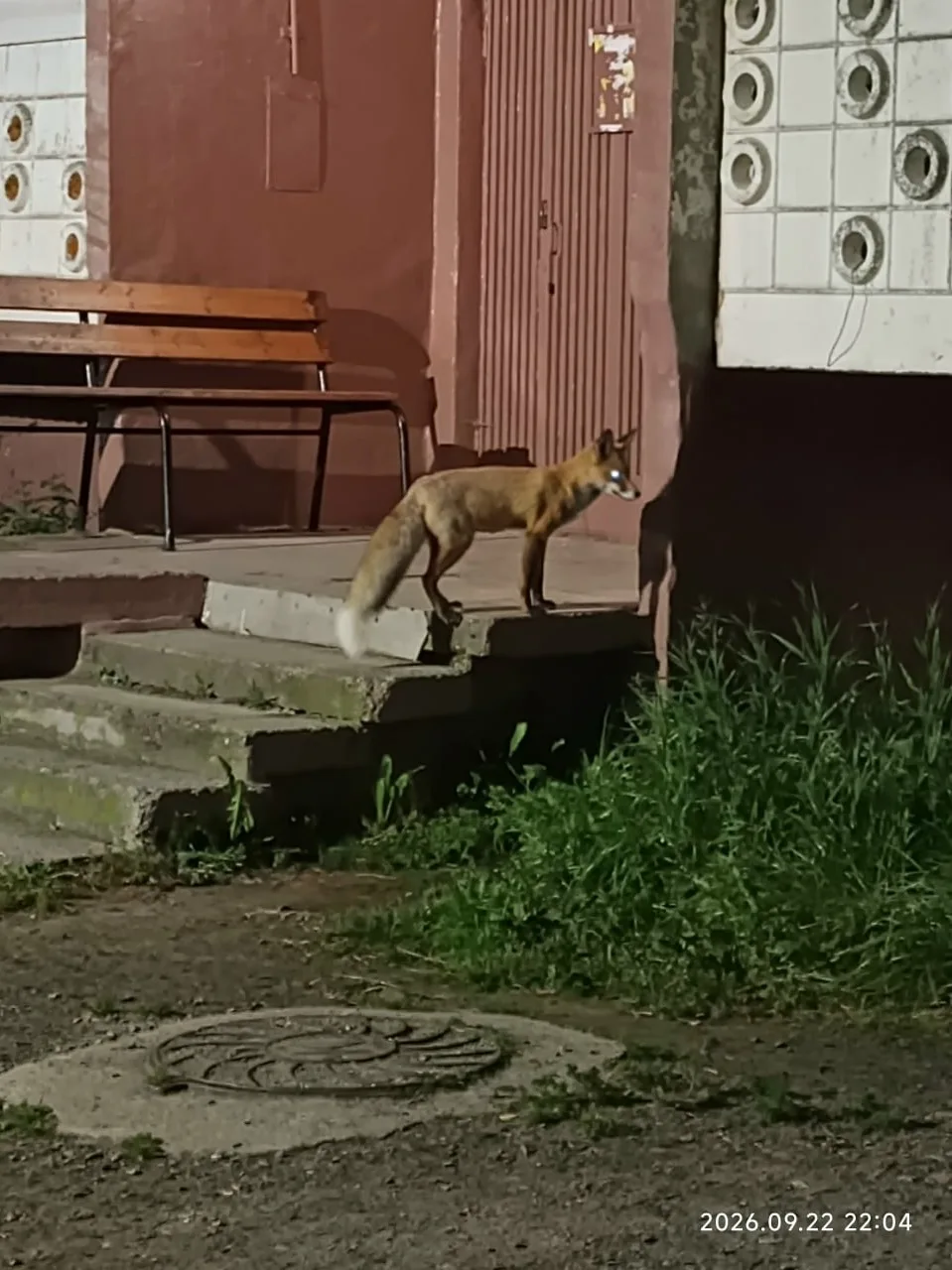 Вот такой демон шарится между домами 39 и 41 по Забабахина. Машины, во дворе стоящие, о...