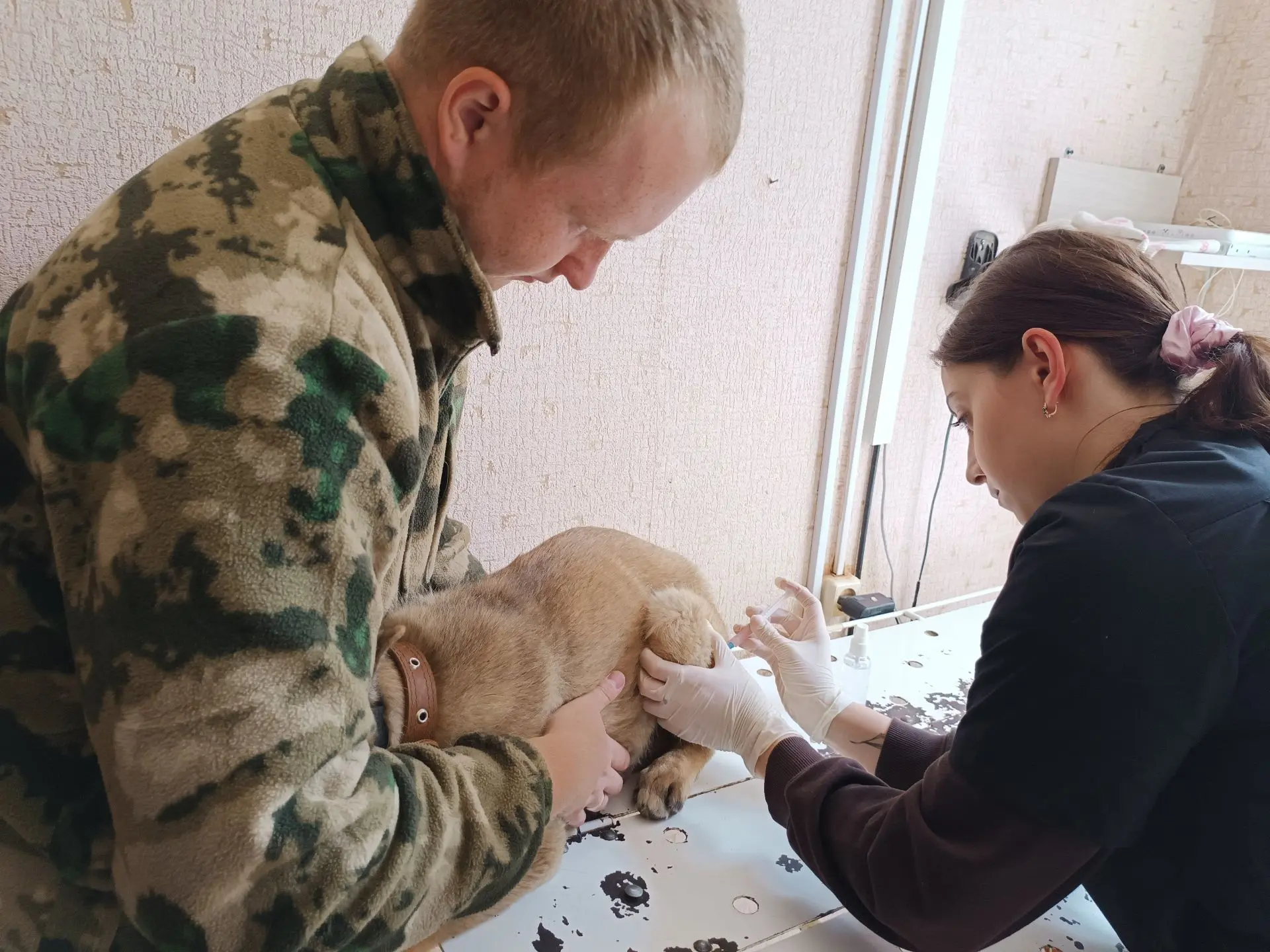 На прием в ветеринарную станцию ОГУ «Фёдоровская рай СББЖ» обратились владельцы собак в возрасте 2 м