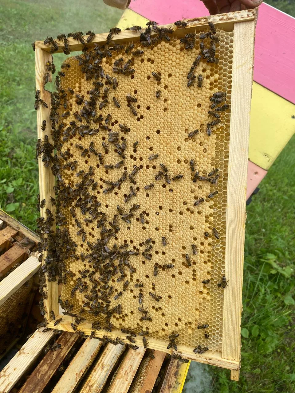 Так выглядит молодое поколение пчёл🐝(расплод).