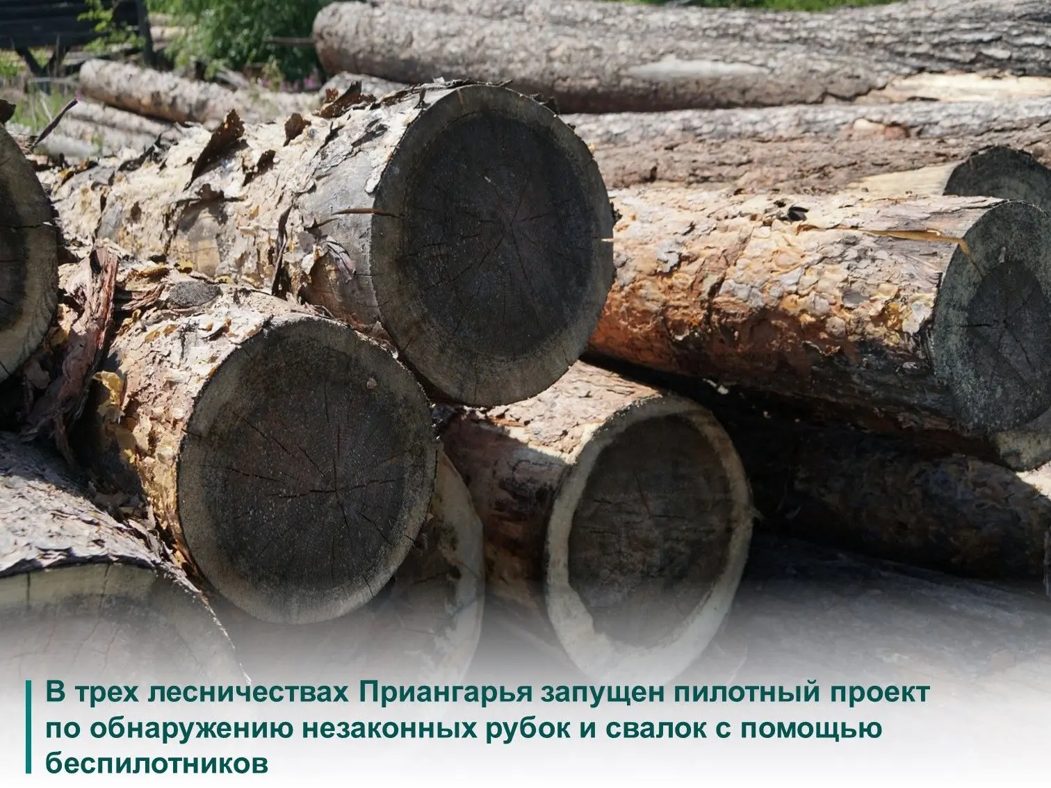 ✅В Иркутской области запущен пилотный проект по обнаружению незаконных рубок леса, неса...
