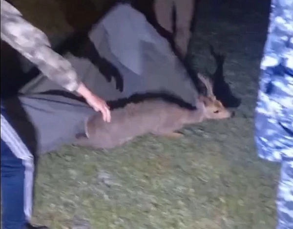 🤭 В Забайкалье самец косули посреди ночи забрёл в банк

Ночью в центре села Кыра произошло необычно