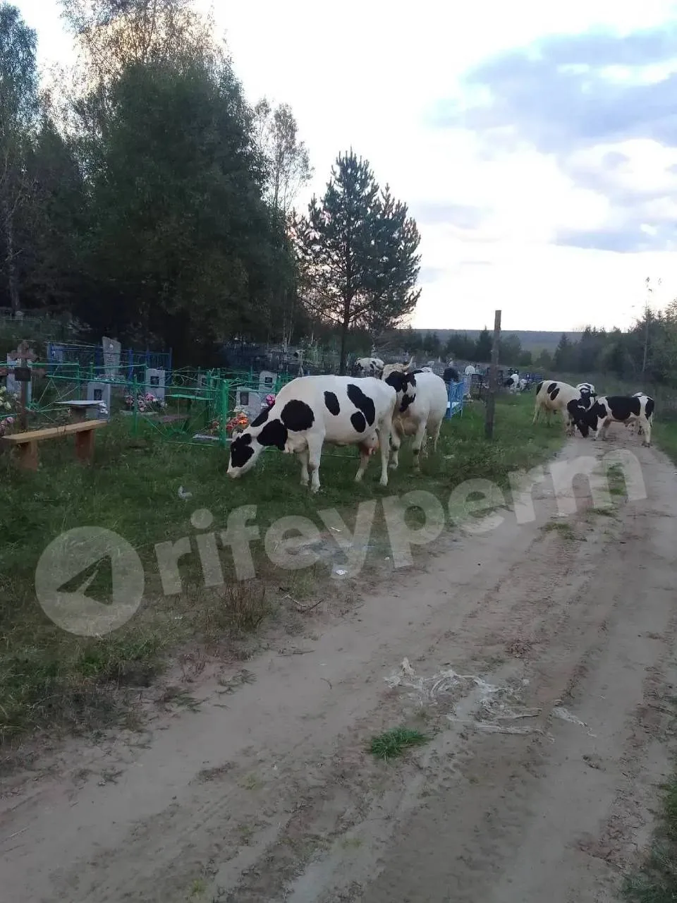 👀🐄 «Нет сил обивать пороги администрации»: в Чердынском округе коровы вытаптывают мог...