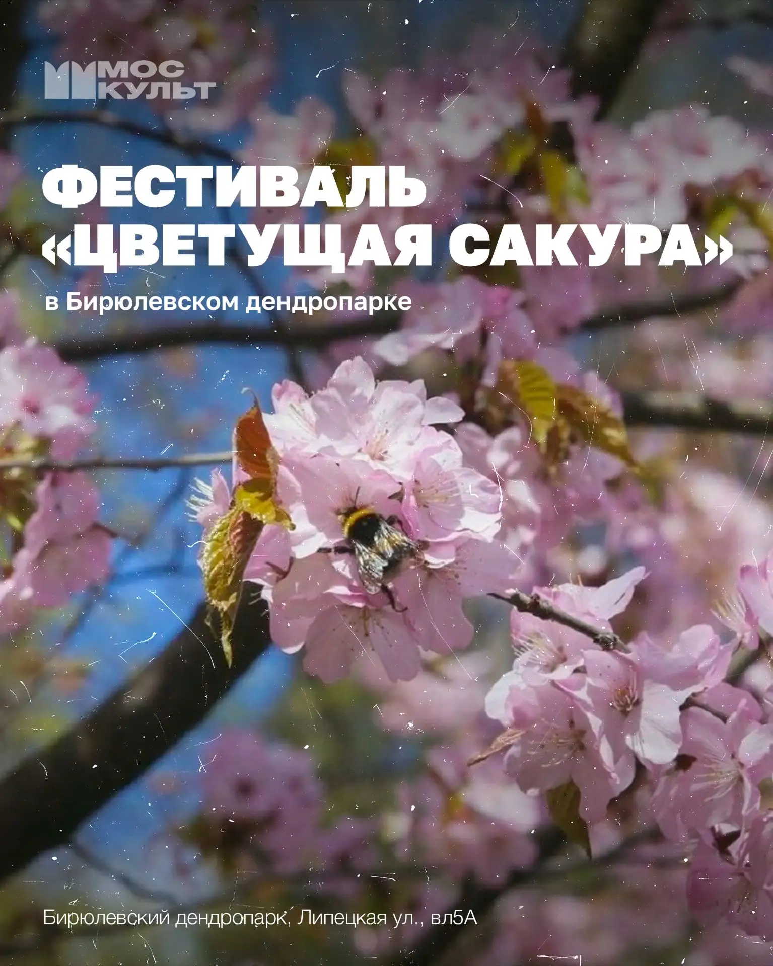 Ух ты! В Бирюлёвском дендропарке пройдёт фестиваль «Цветущая сакура»!