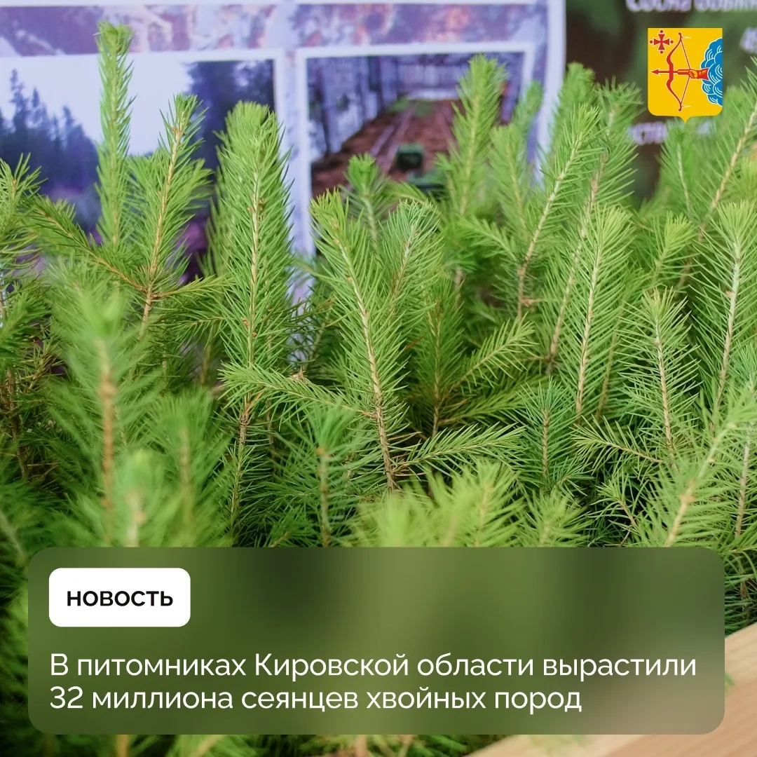 В Кировской области продолжается восстановление лесов по федеральному проекту «Сохранен...