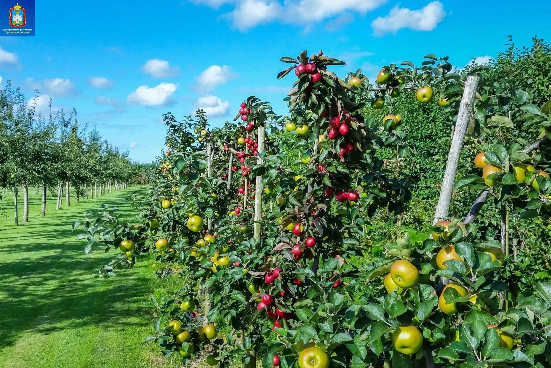 🍏30 июля 2026 года Департаменту сельского хозяйства Орловской области перечислено 15,4 млн рублей. 