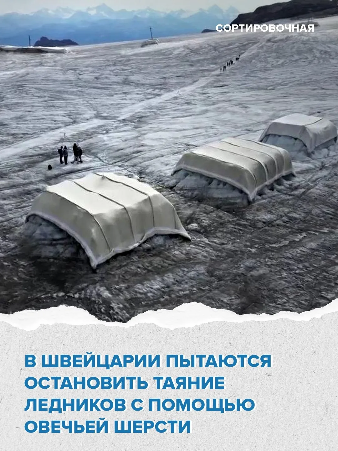 🙄 В Альпах проводят необычный эксперимент с овечьей шерстью