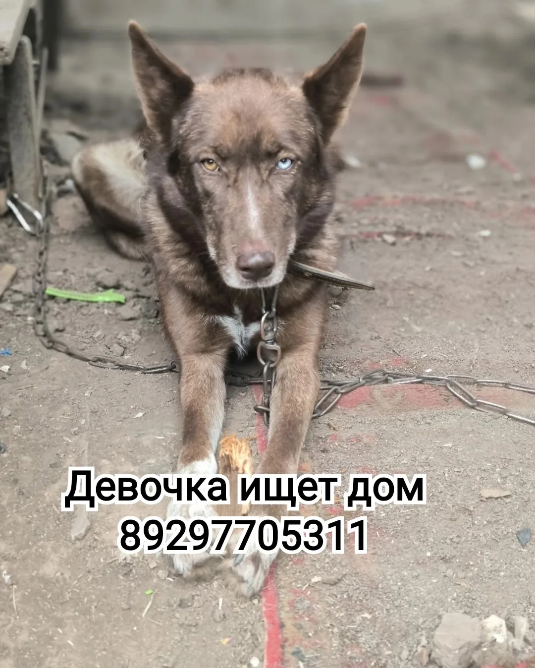 Молодая красавица-Лаки,с шоколадным окрасом и безумно красивым взглядом ищет семью .