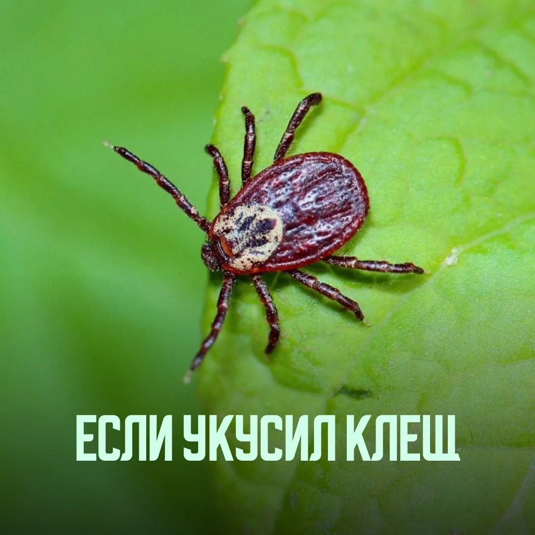 ⚡️ В Новгородской области активизировались клещи, переносчики опасных заболеваний.