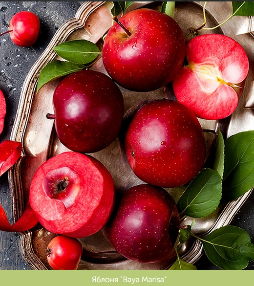 🍎 Одна из наших новинок на сезон 2026 года, – это Яблоня Baya Marisa  (Байя Мариса). Н...