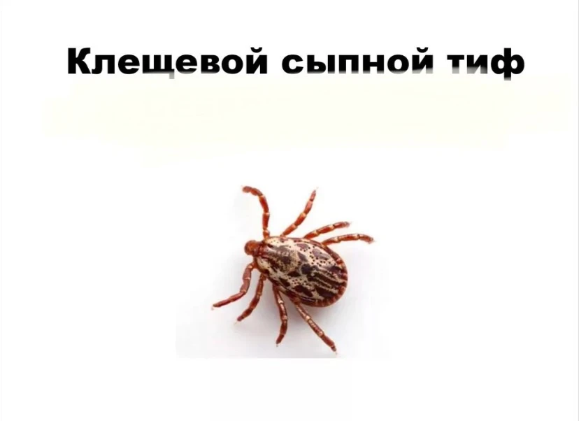 Клещевой сыпной тиф: как распознать и защититься в сезон активности клещей