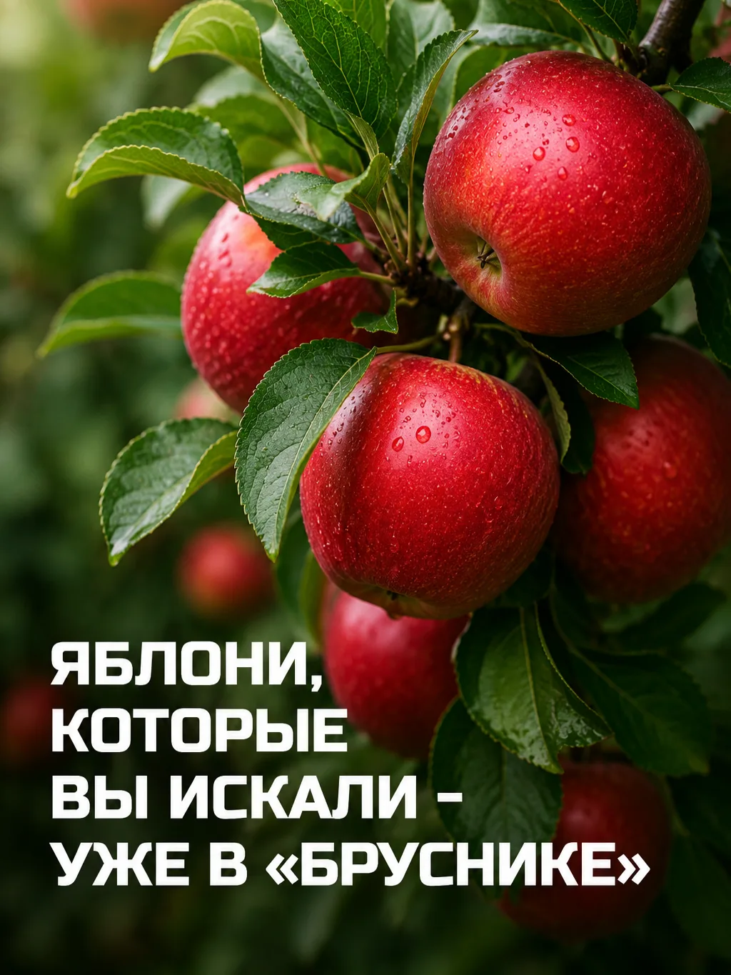 🍏 Эксклюзивные сорта яблонь в «Бруснике»: редкие яблони за 1500 ₽!