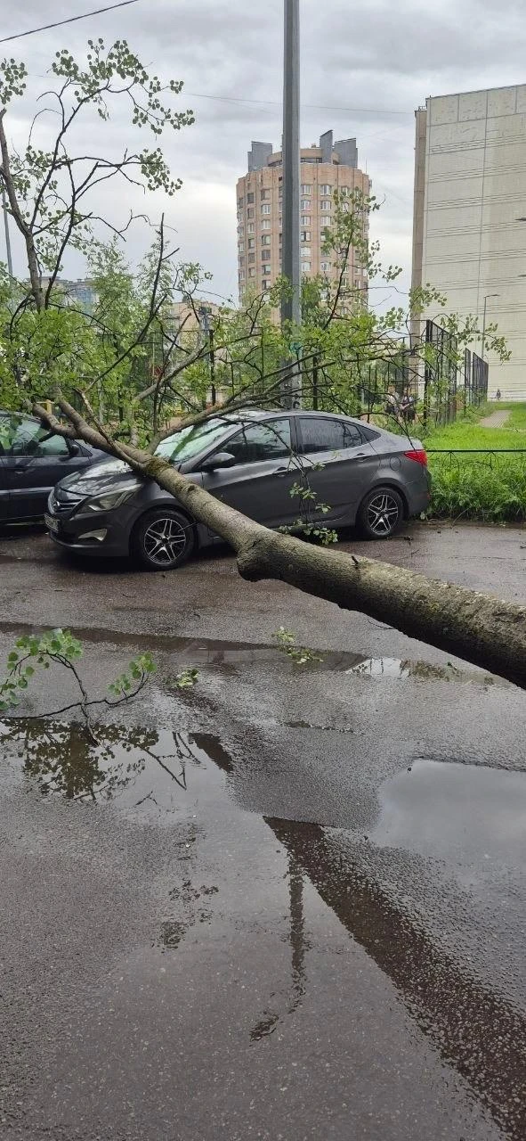 Во дворе на Купчинской д. 30 корп. 1, упало дерево. Пострадало 3 автомобиля.

Подписывайтесь на самы