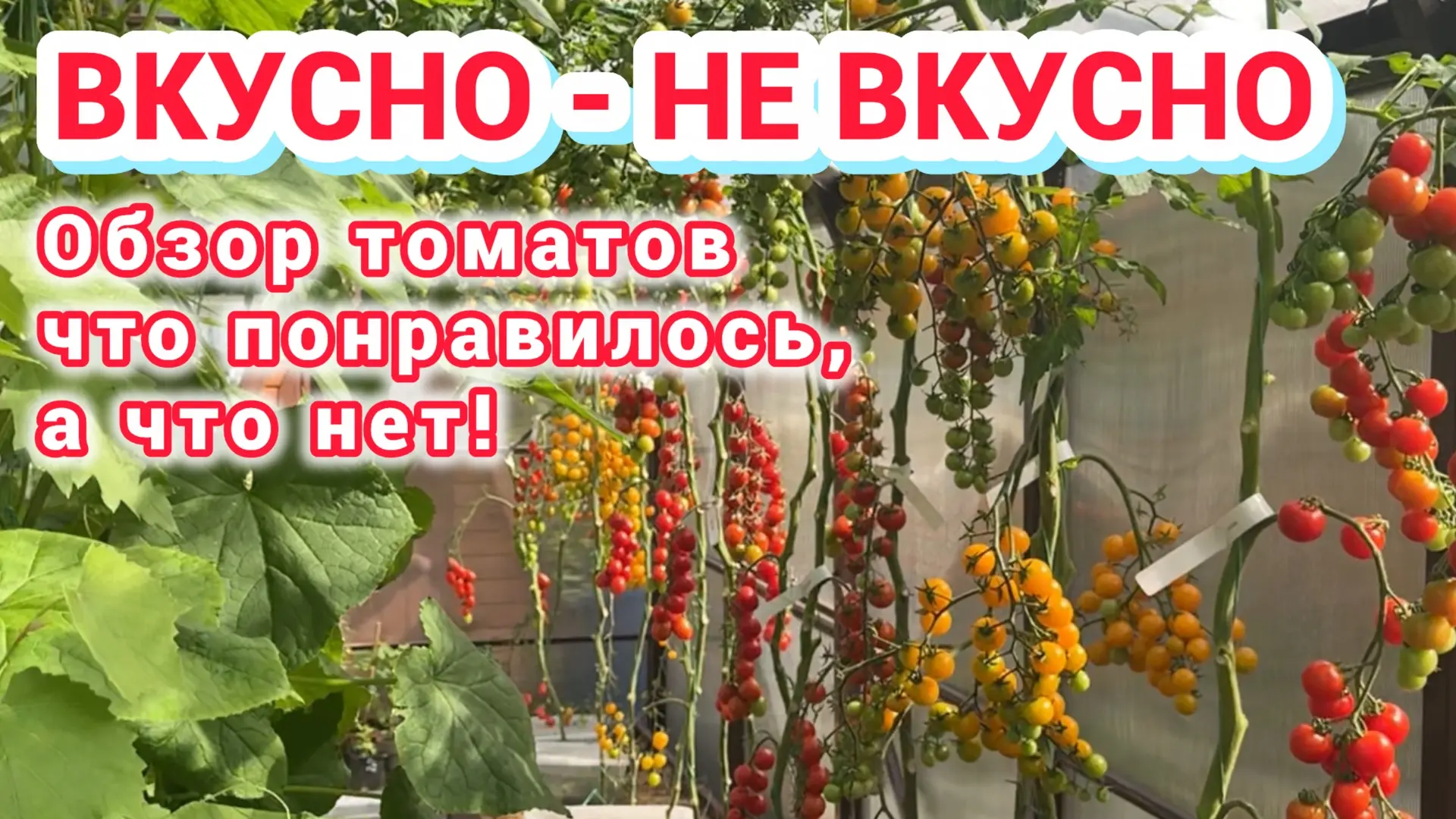 Закончил материал про томаты. Сейчас буду выкладывать😉. Так же в видео будут полезные ...