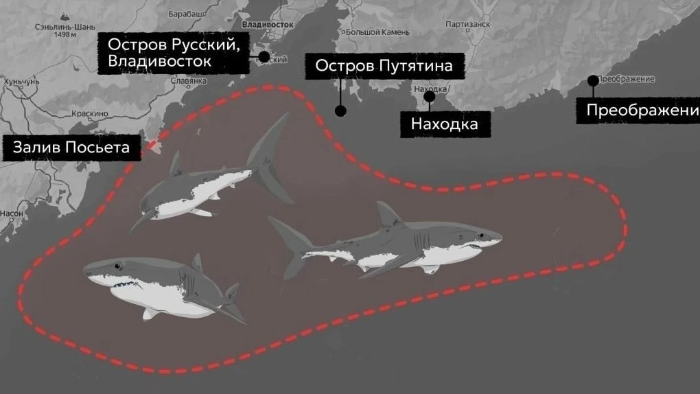 🦈 На Дальний Восток вслед за тунцом приплыли акулы

К российским берегам из-за аномально теплой вод