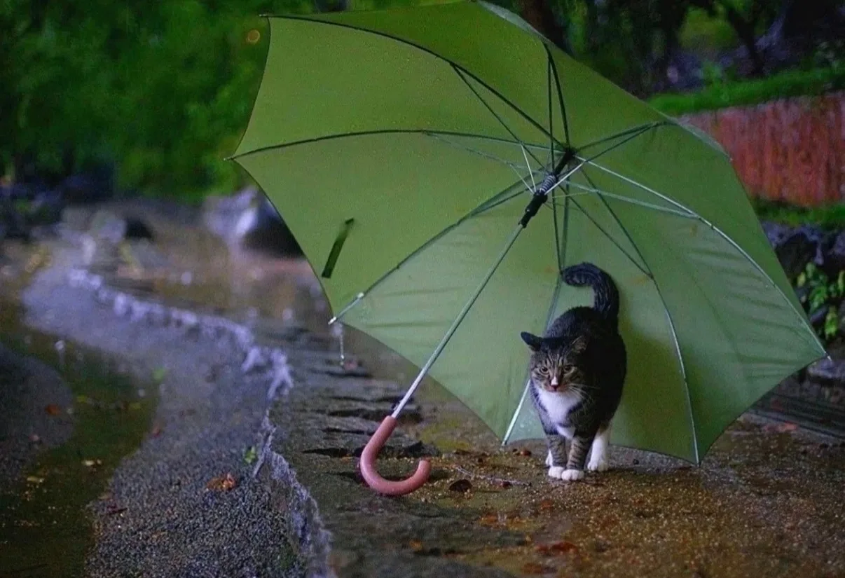 🌧️ Июль в Туле стал самым дождливым за последние 18 лет