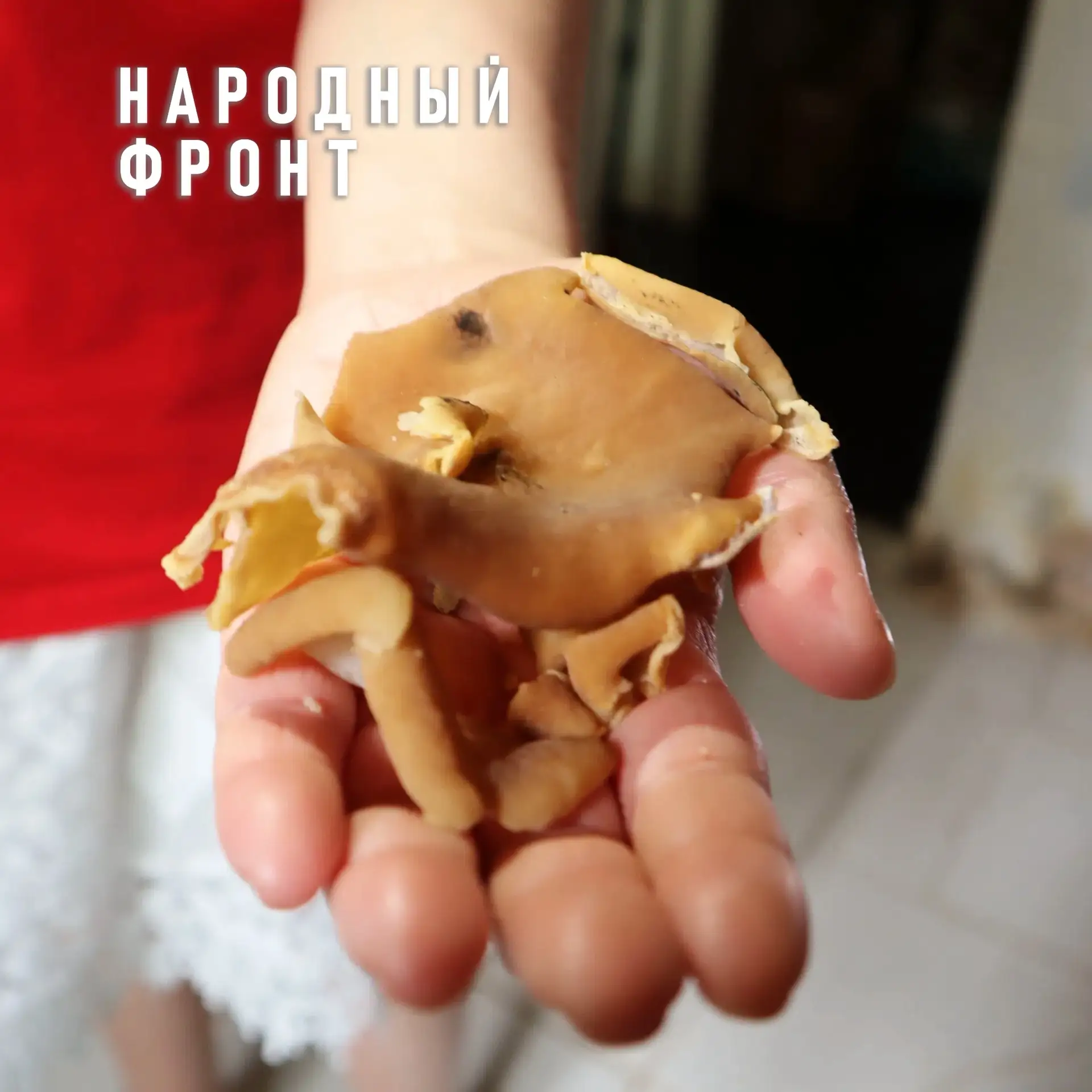 Из-за сырости в доме на Морозовской, 90 в Кирове выросли грибы 
 
Протечки в этом двухэтажном доме п