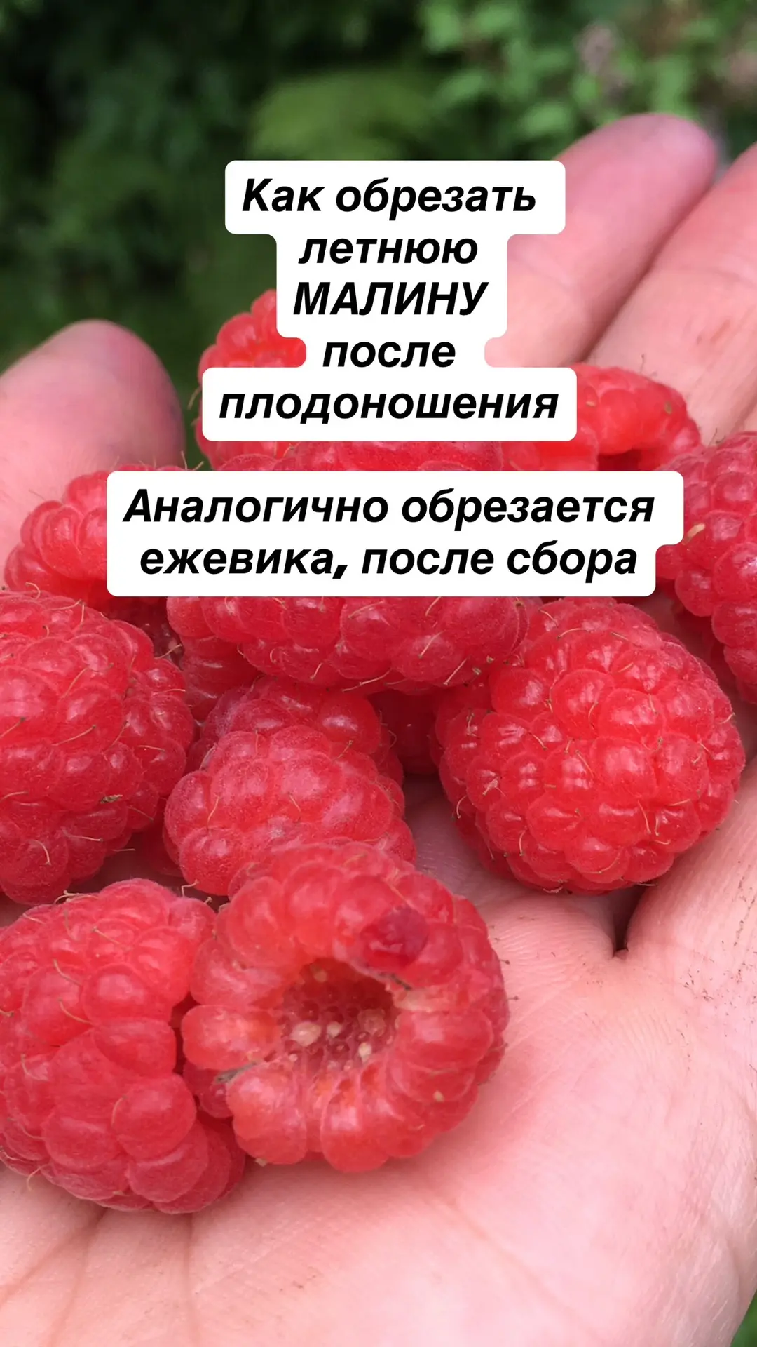 Обрезка летней малины и ежевики после плодоношения
Не ремонтантной!