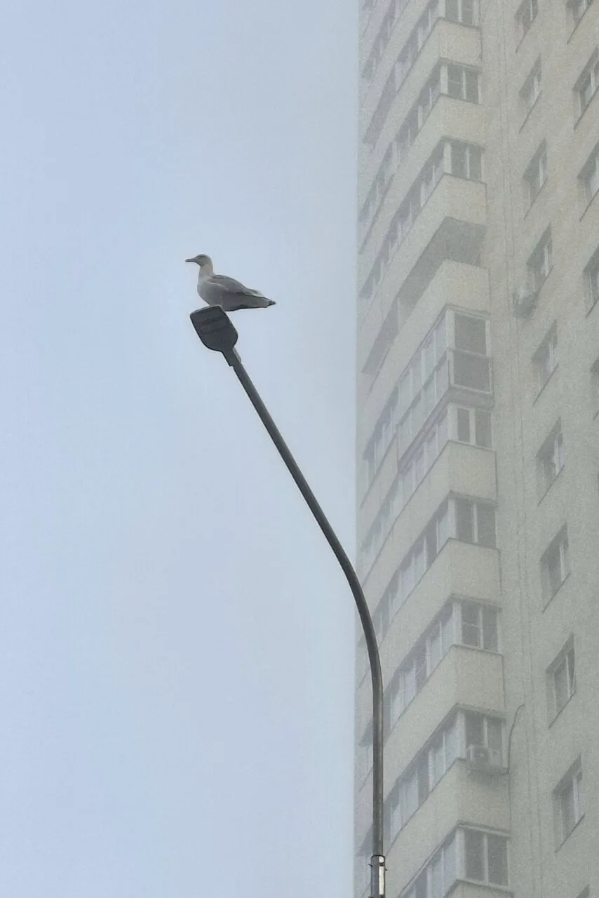 Туманное утро в Петербурге