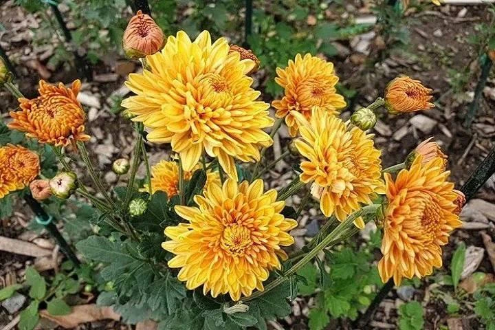 🌸 Первые хризантемы расцвели в Никитском ботаническом саду