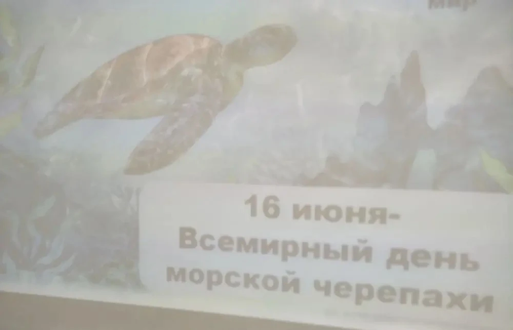 🐢 МЕДЛЕННО, НО ВЕРНО К ЗНАНИЯМ!

16 июня наши воспитанники отметили необычный, но очень милый празд