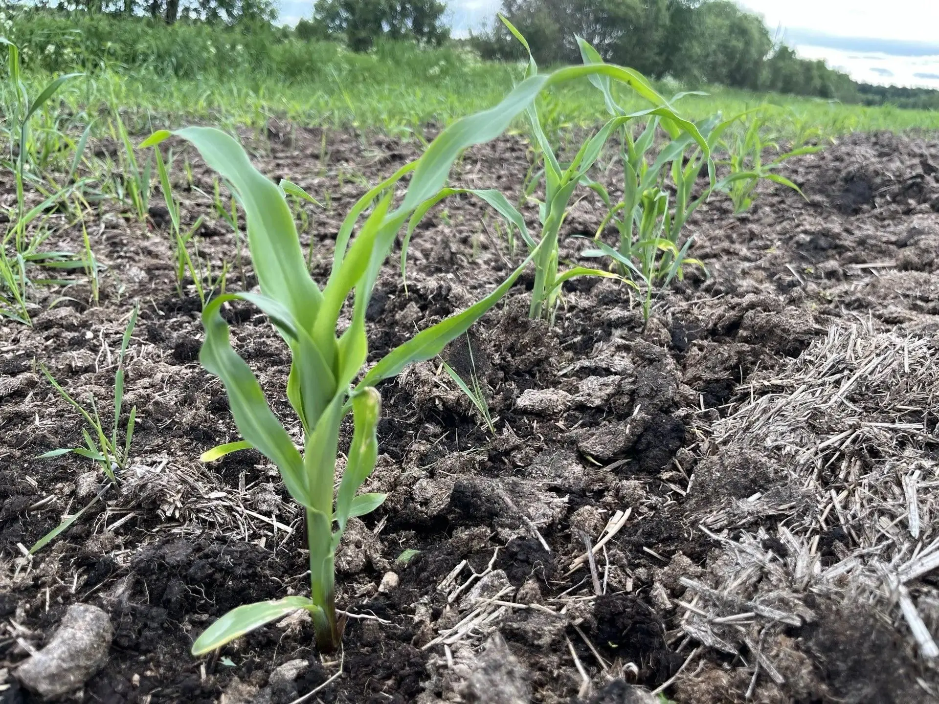🚜 Посевная в Карелии успешно завершена! 

Карельские аграрии в полном объеме завершили сев яровых к