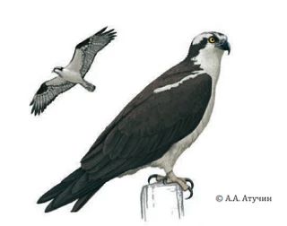 🦅 Знакомьтесь: скопа — небесный охотник над зеркальной гладью воды! 🌊