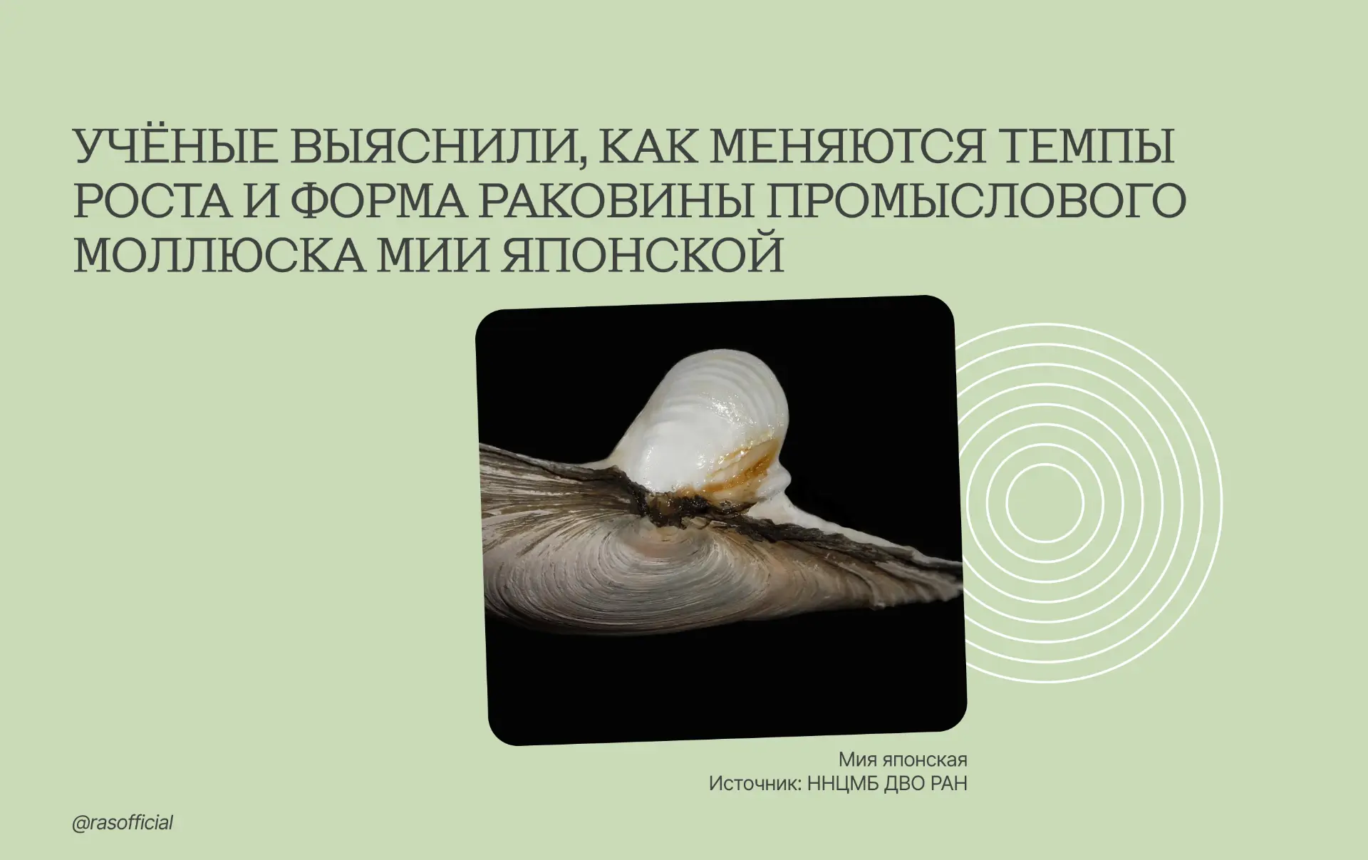 Учёные выяснили, как меняются темпы роста и форма раковины промыслового моллюска мии японской

Были 