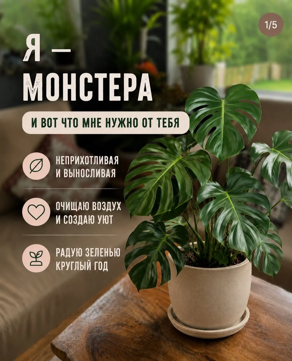 Что нужно знать о монстере? 🪴