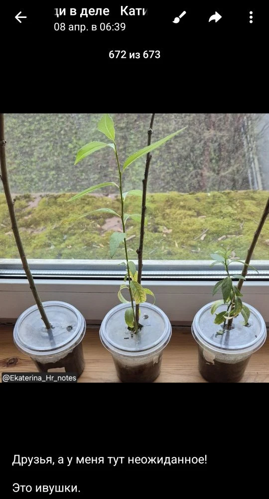 И вторая часть работ🌿🌿🌿