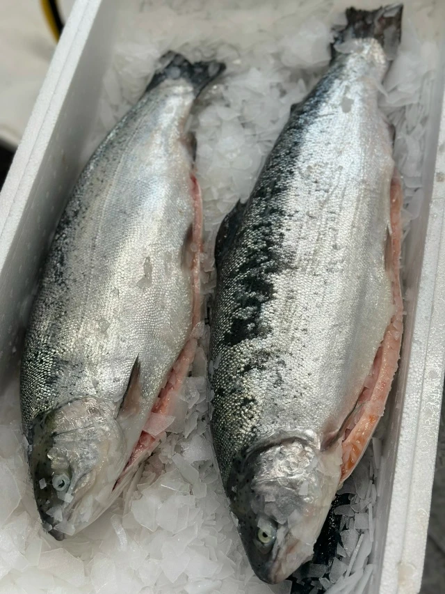 🐟 Свежая морская форель — премиальное качество!